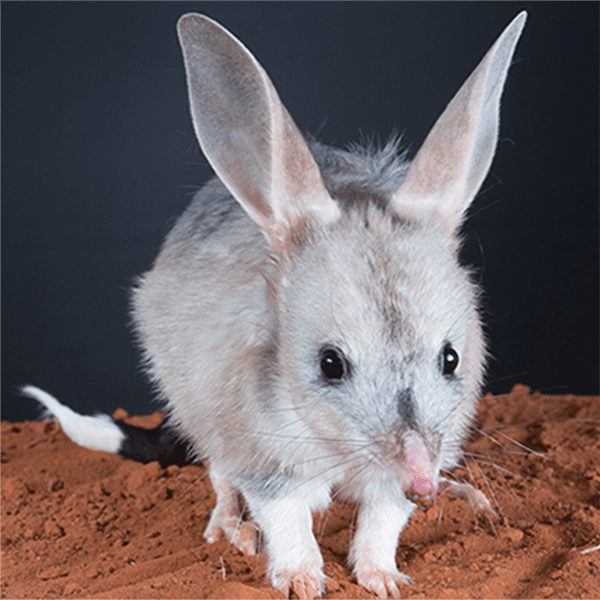 Save the Bilby Fund