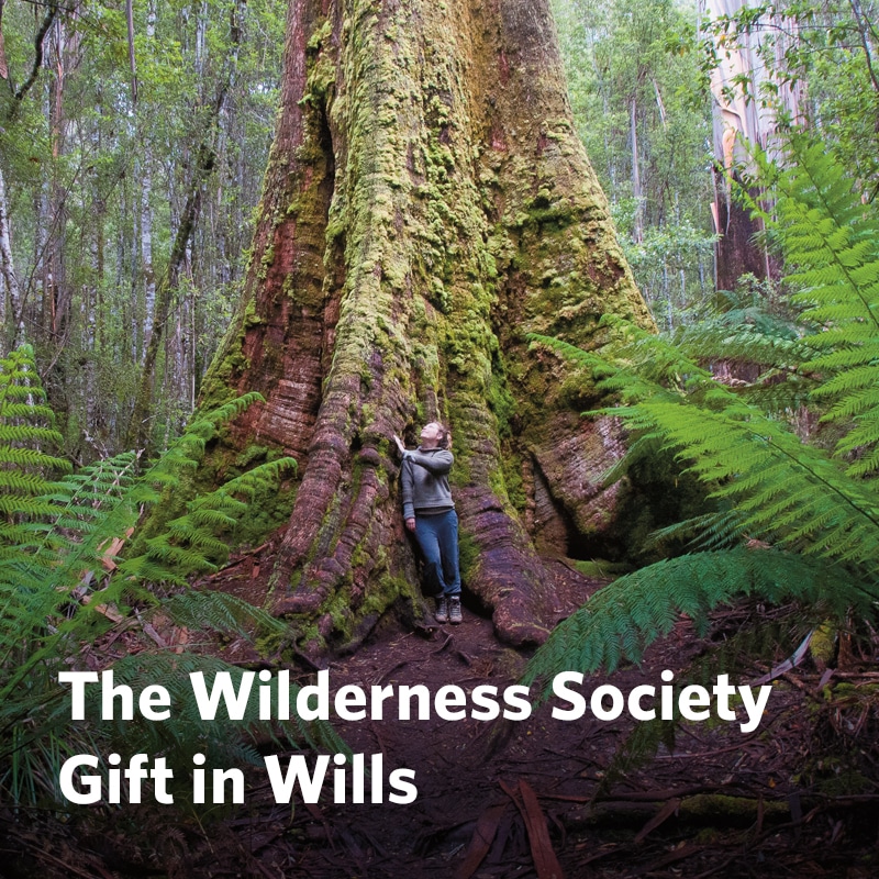 The Wilderness Society